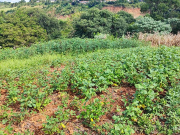 Chcara - Venda - Mello - Campo Er - SC